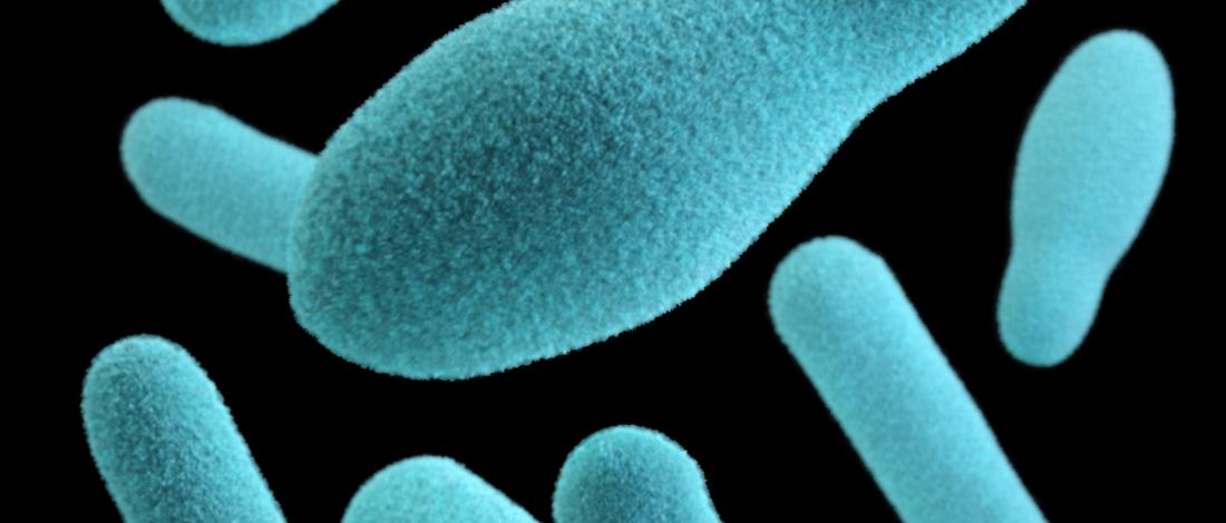 Clostridium Difficile